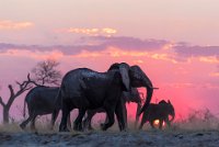 48 - APRES UNE RUDE JOURNEE - HAVAUX XAVIER - belgium <div : 2016, Animaux, Coucher de soleil, caprivi, ciel nuages, météo, namibie, pluie, tempête, tourbillon de sable, éléphant